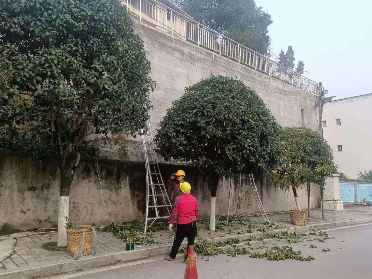 东温泉镇绿植管护，景观提升